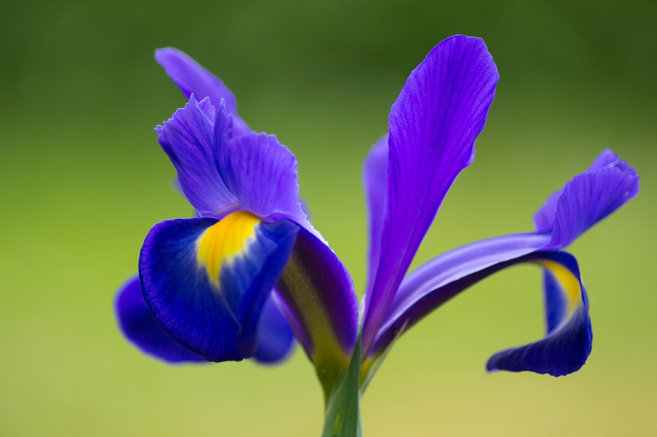 iris flower purple free photo