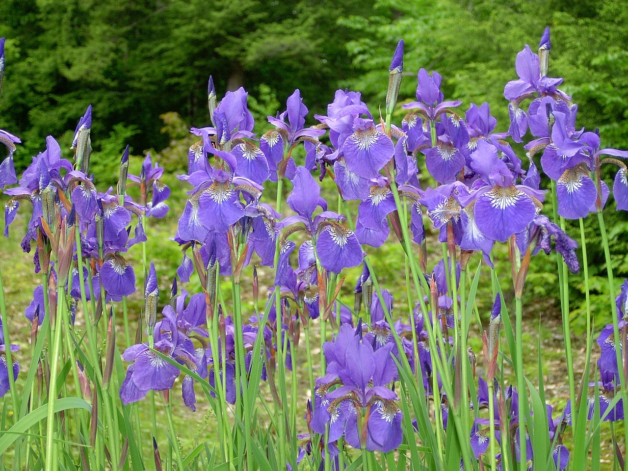 iris summer bloom purple iris free photo