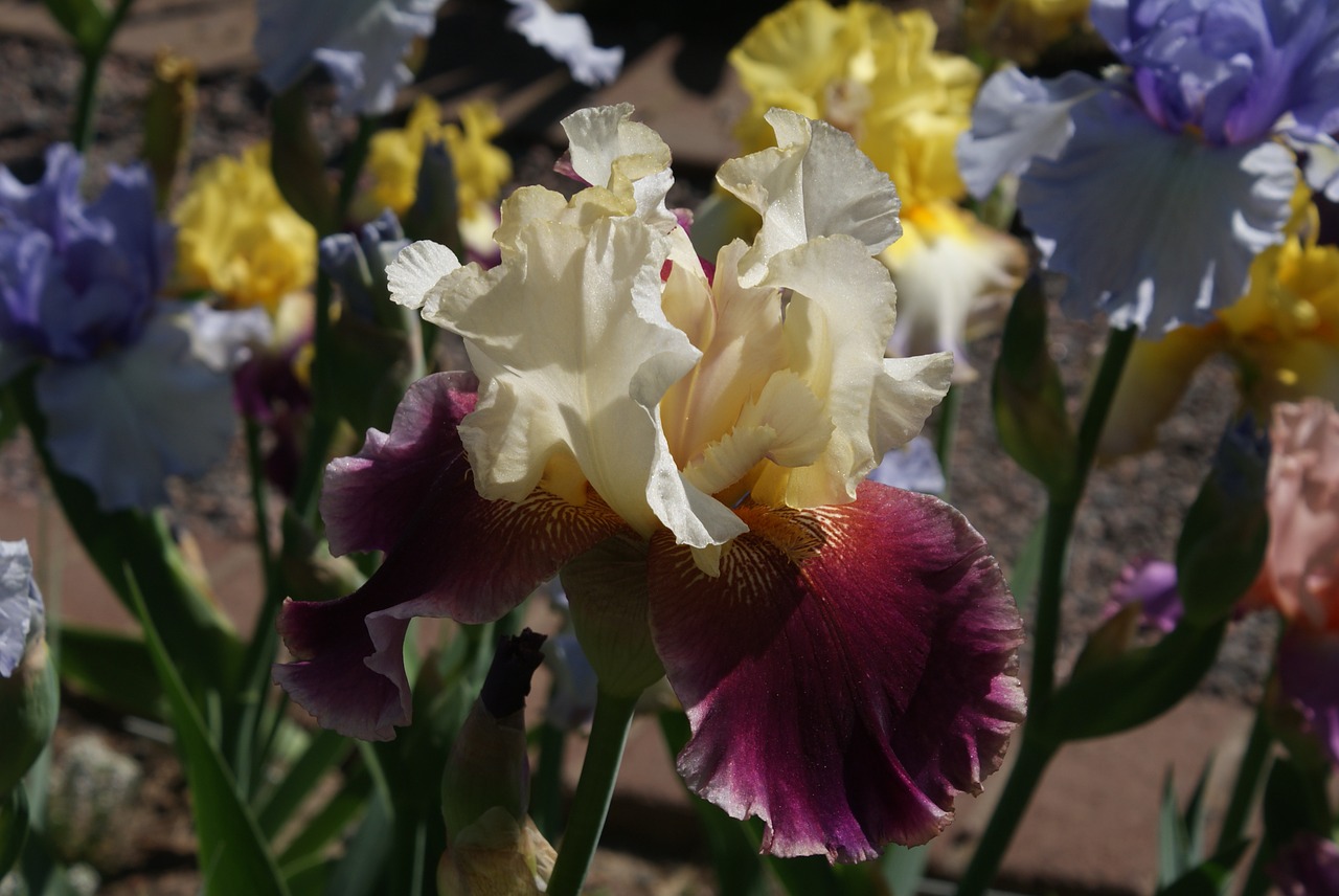 iris flowers plant free photo