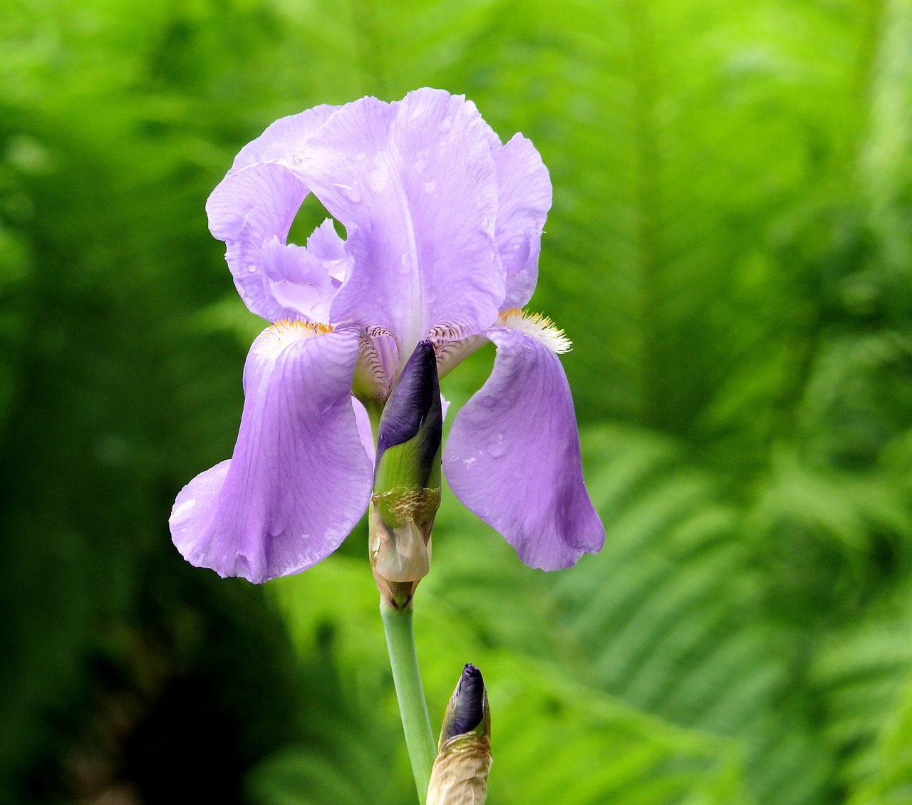 iris lilac flower free photo