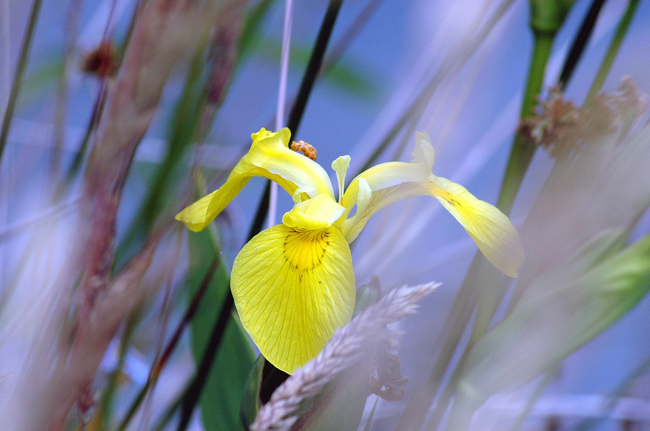 iris yellow spring free photo