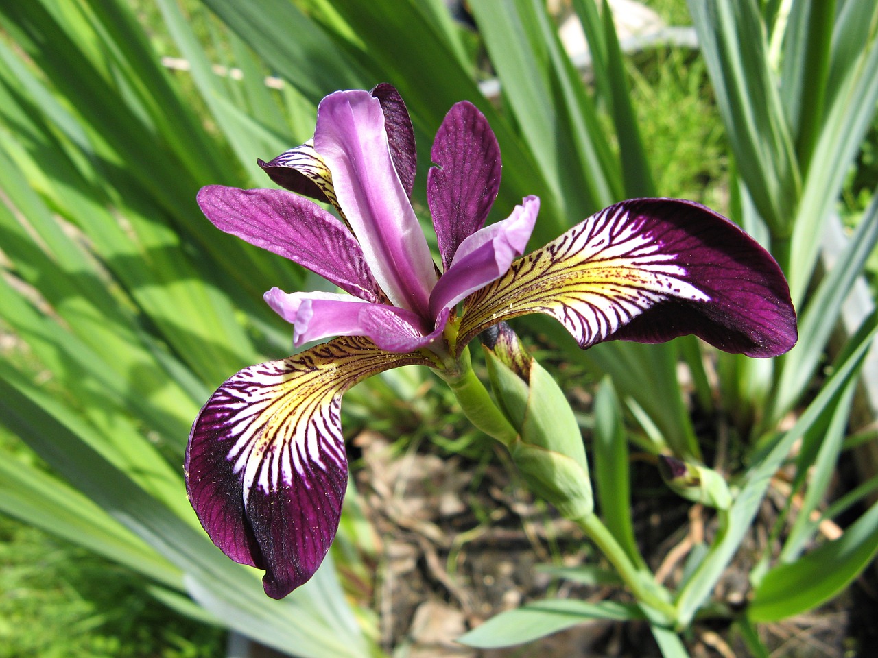 iris purple iridaceae free photo