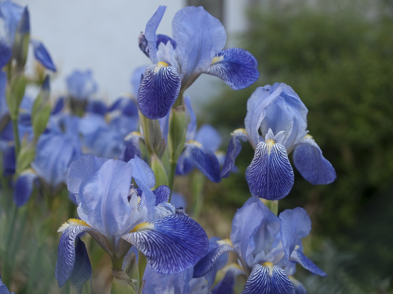 iris blue flower free photo