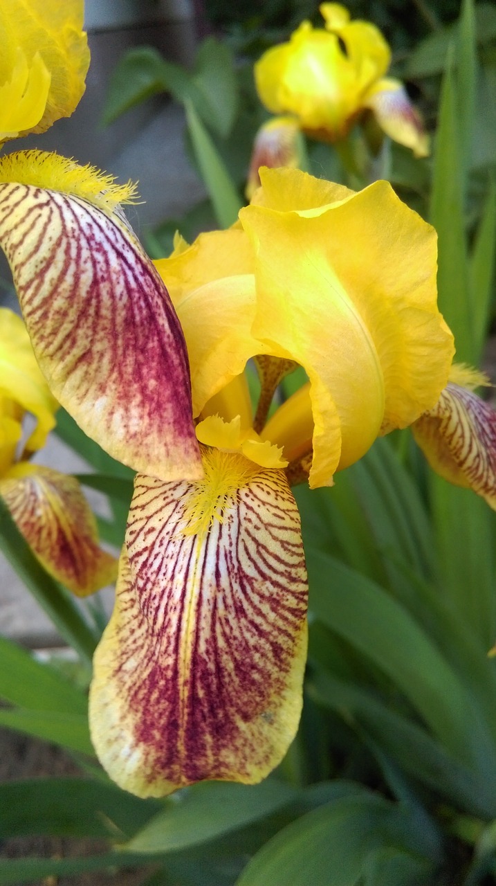 iris yellow summer free photo