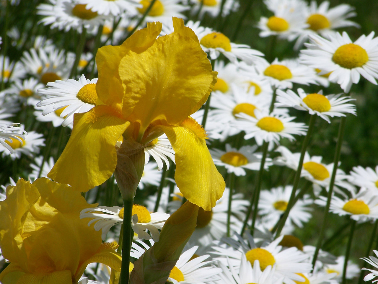 yellow iris daisy free photo