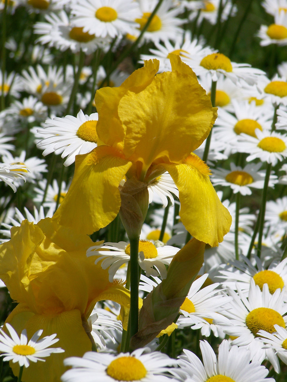yellow iris daisy free photo