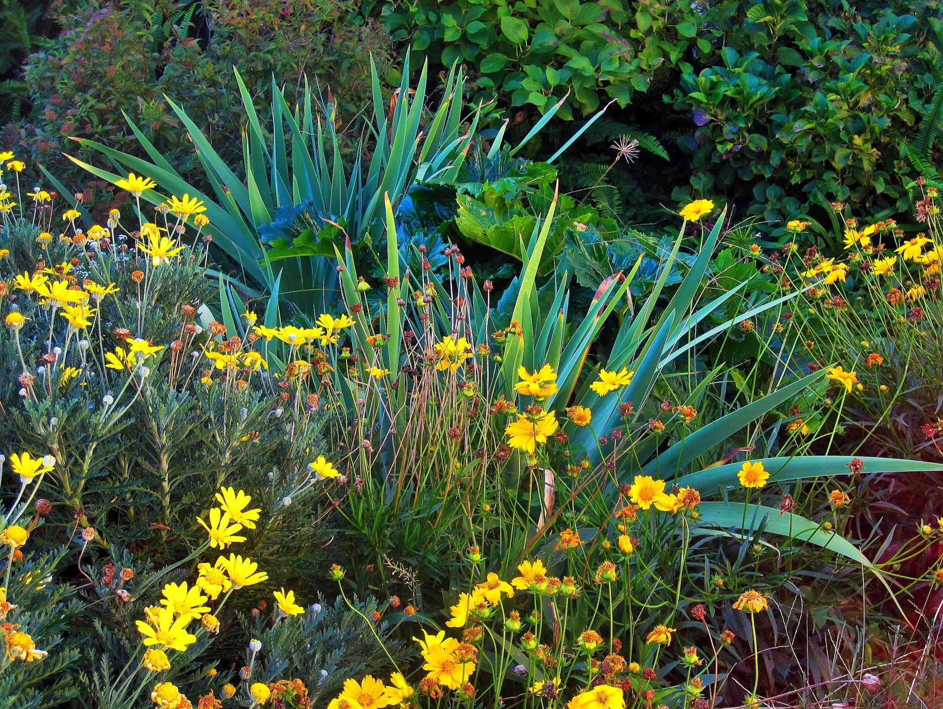 flowers yellow plants free photo