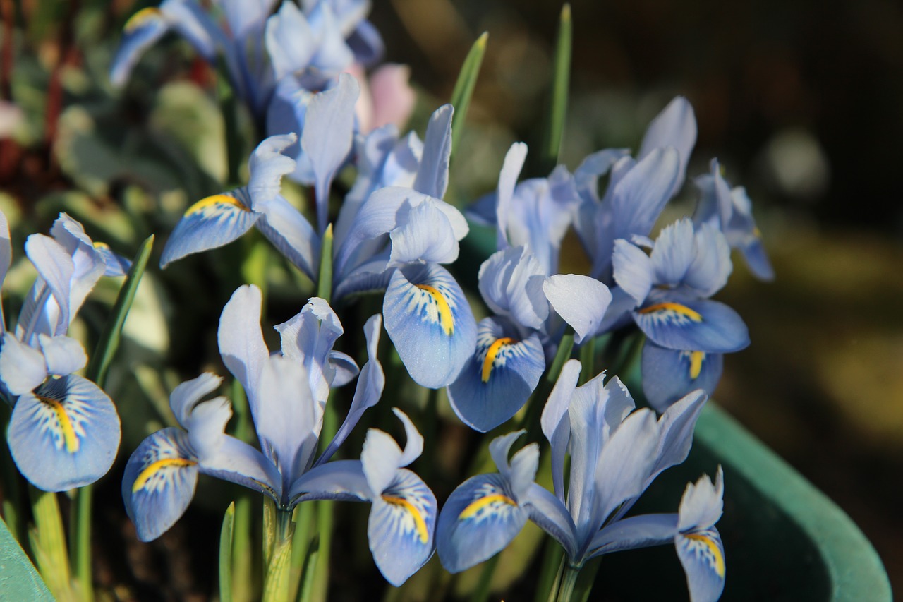 iris blue  iris dwarf  flowers free photo