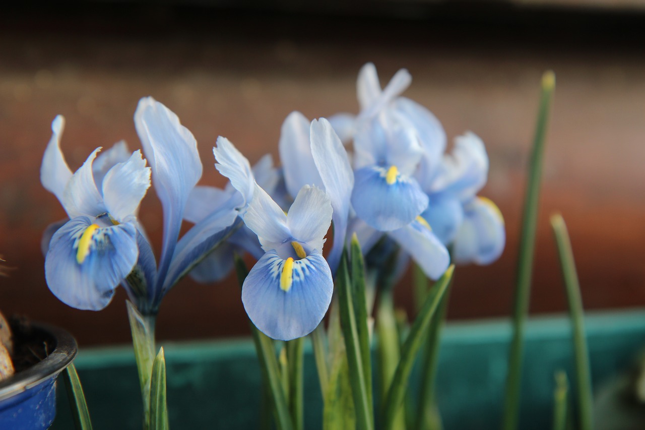 iris blue  iris  bulb free photo