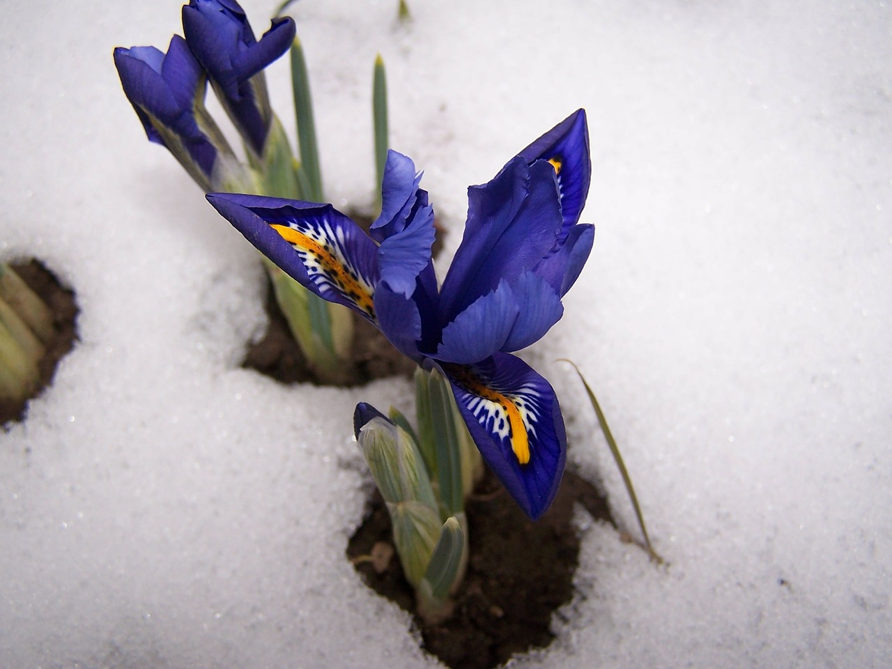 iris breeding iris schwertliliengewaechs free photo