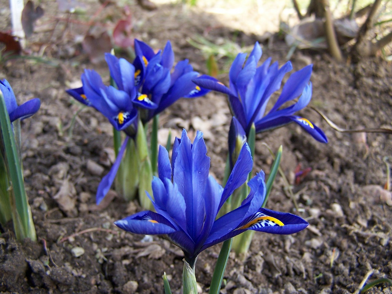 iris breeding iris schwertliliengewaechs free photo