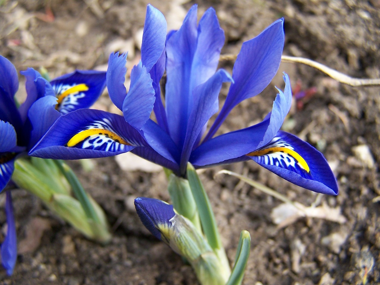 iris breeding iris schwertliliengewaechs free photo