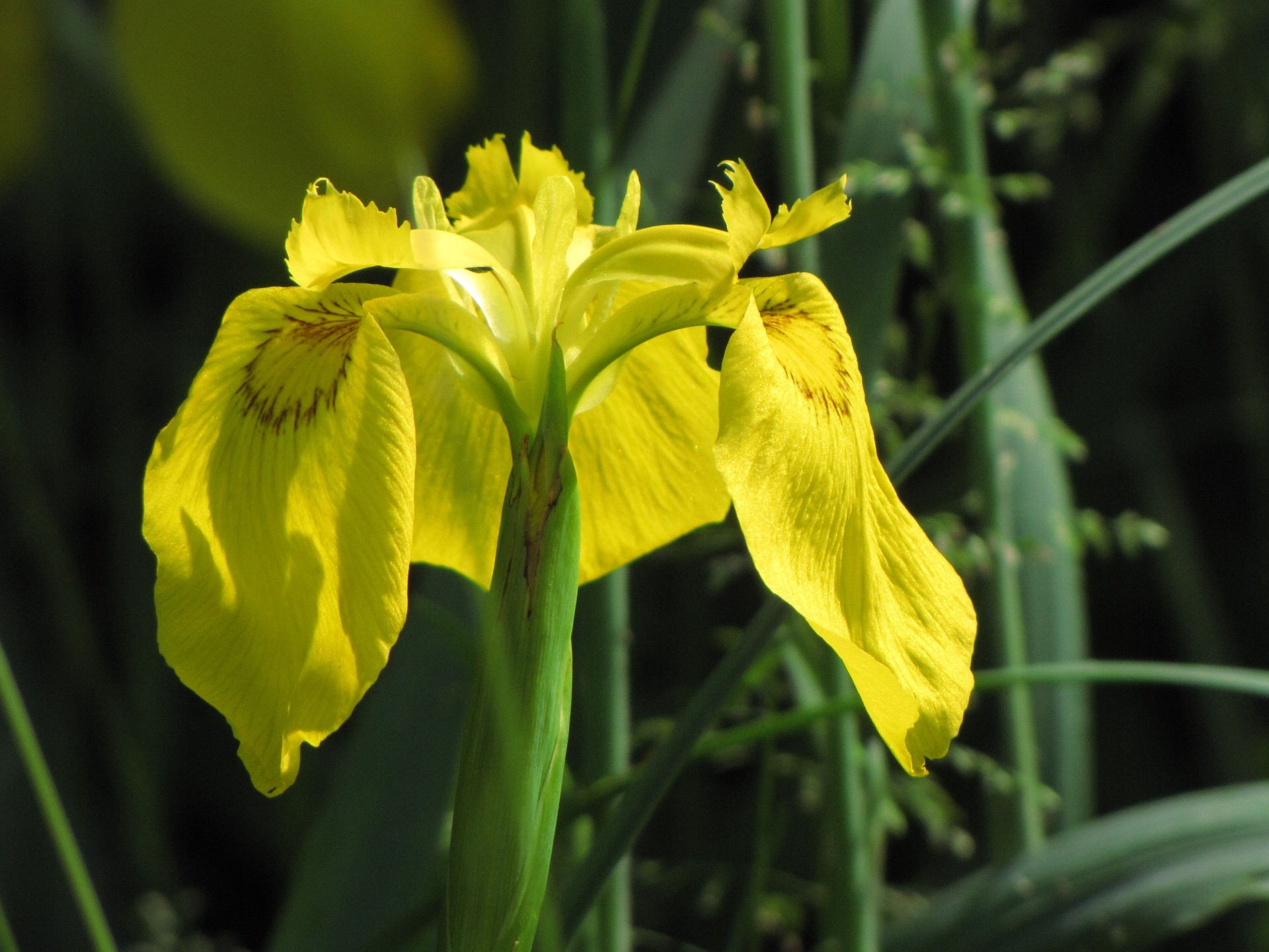 flower yellow iris free photo