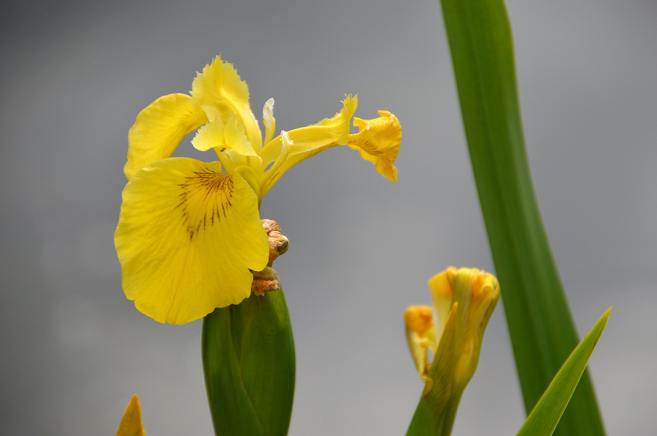 iris des marais  iris pseudacorus  yellow iris free photo