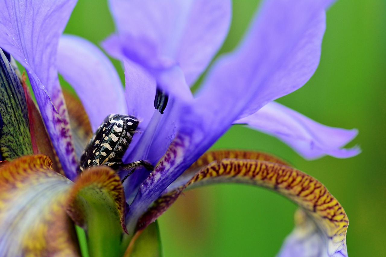 iris flower  grief rose beetle  pollination free photo