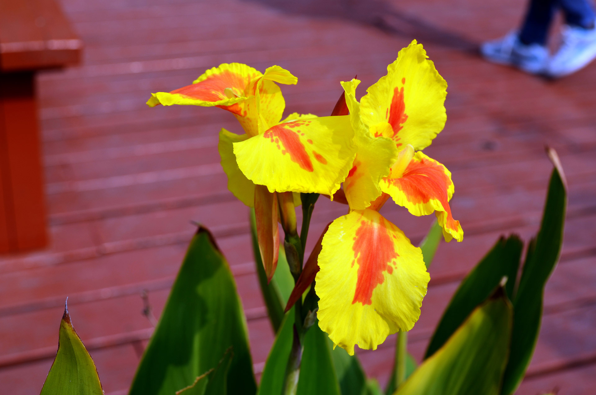 flower iris bloom free photo