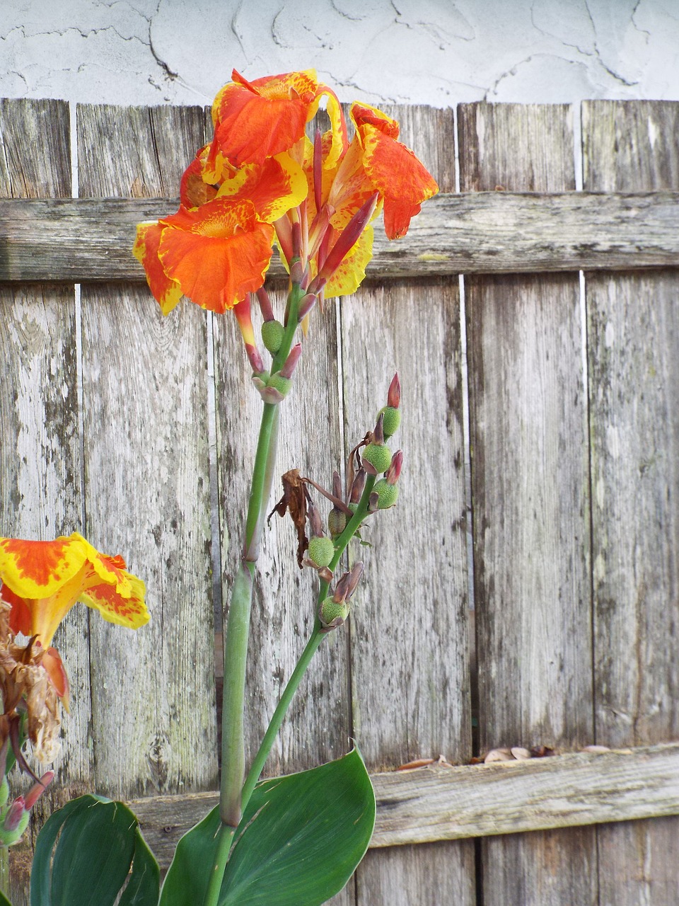 iris flowers old fence stucco wall free photo