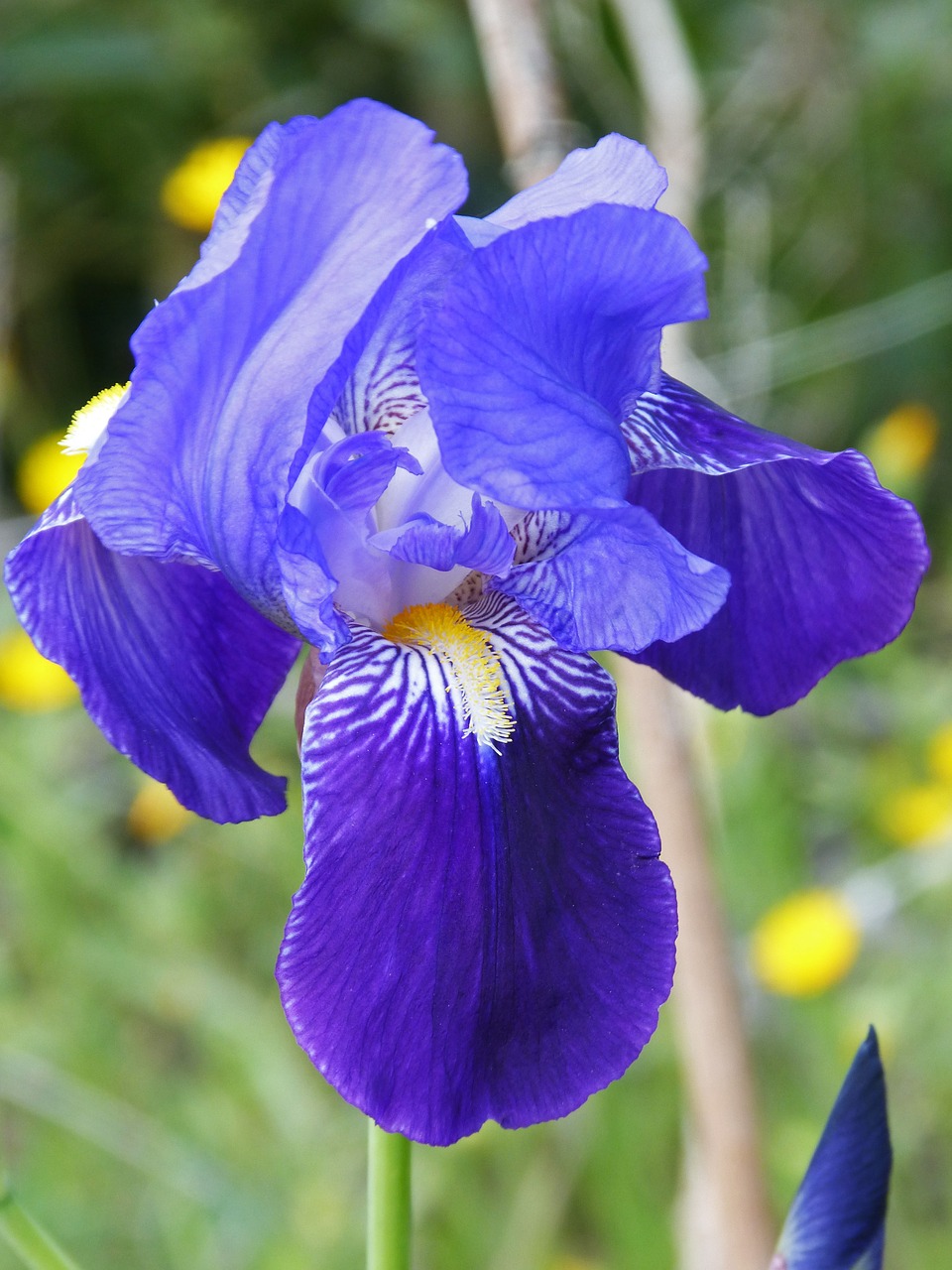 iris germanica blue lily blue free photo