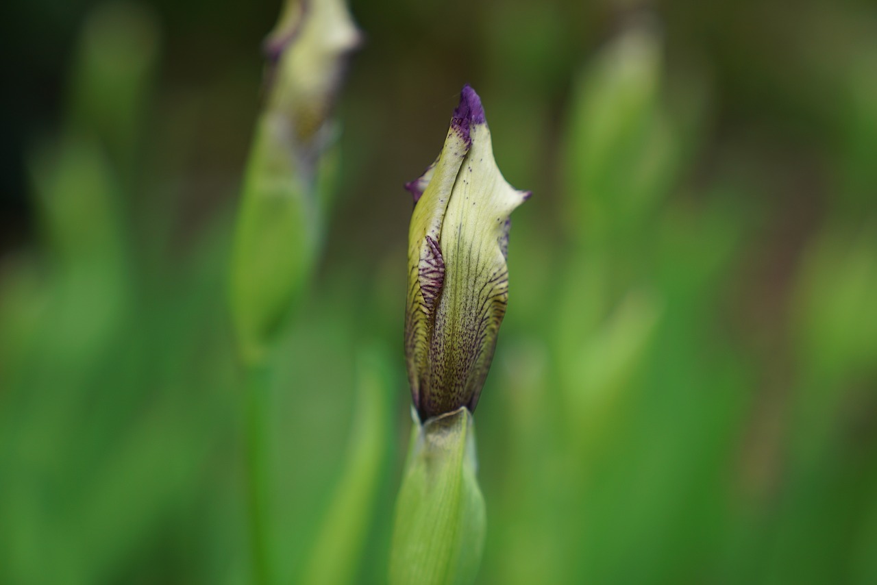 iris germanica cream and mauve geelong free photo