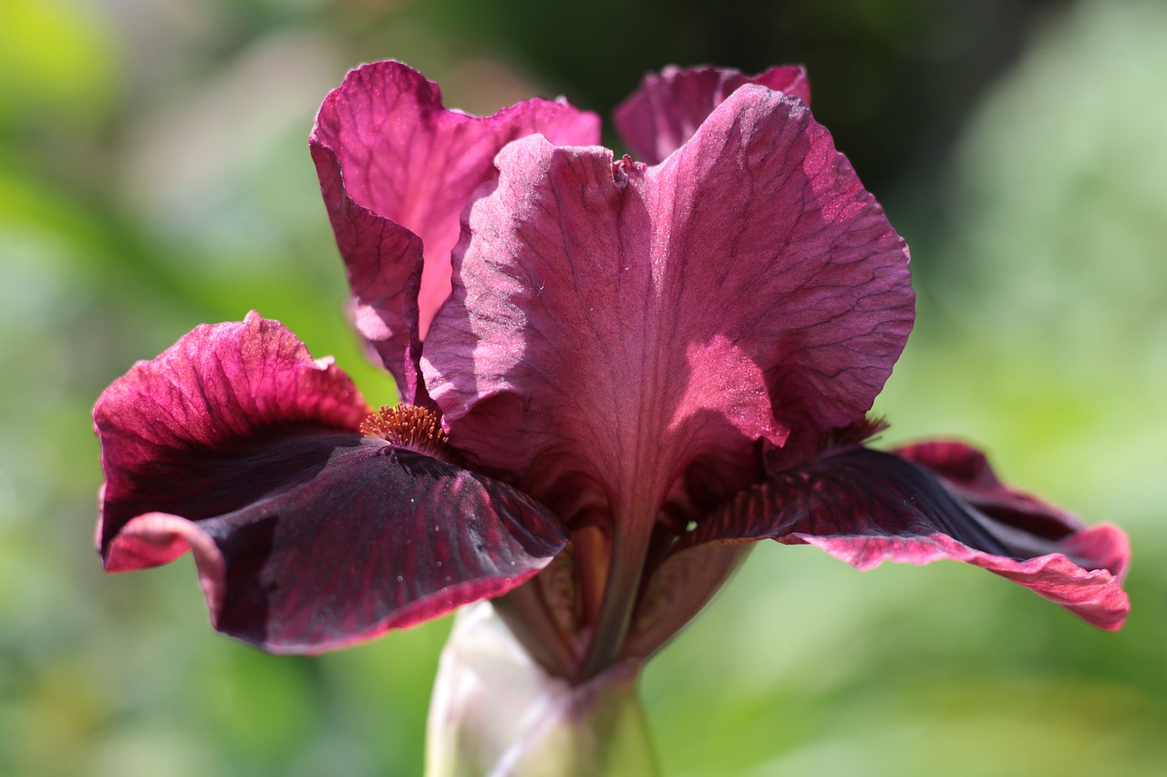 iris germanica  baardiris  purple free photo