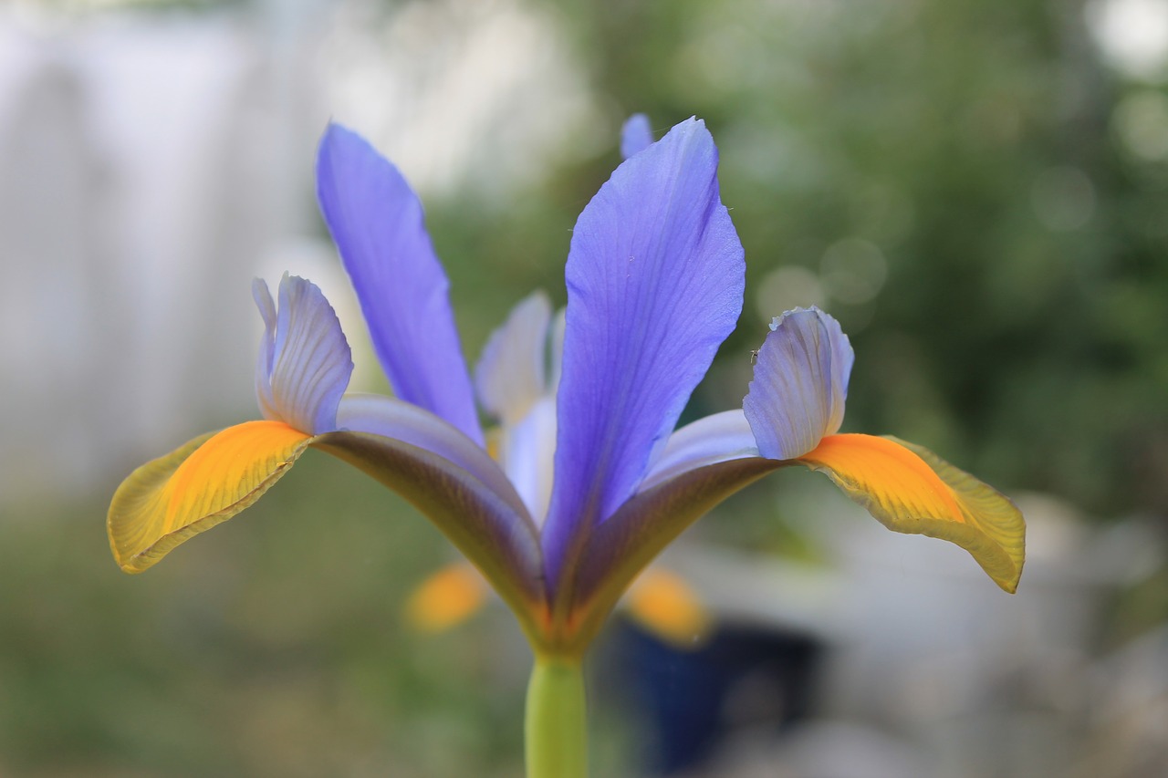 iris marsh  purple  yellow free photo