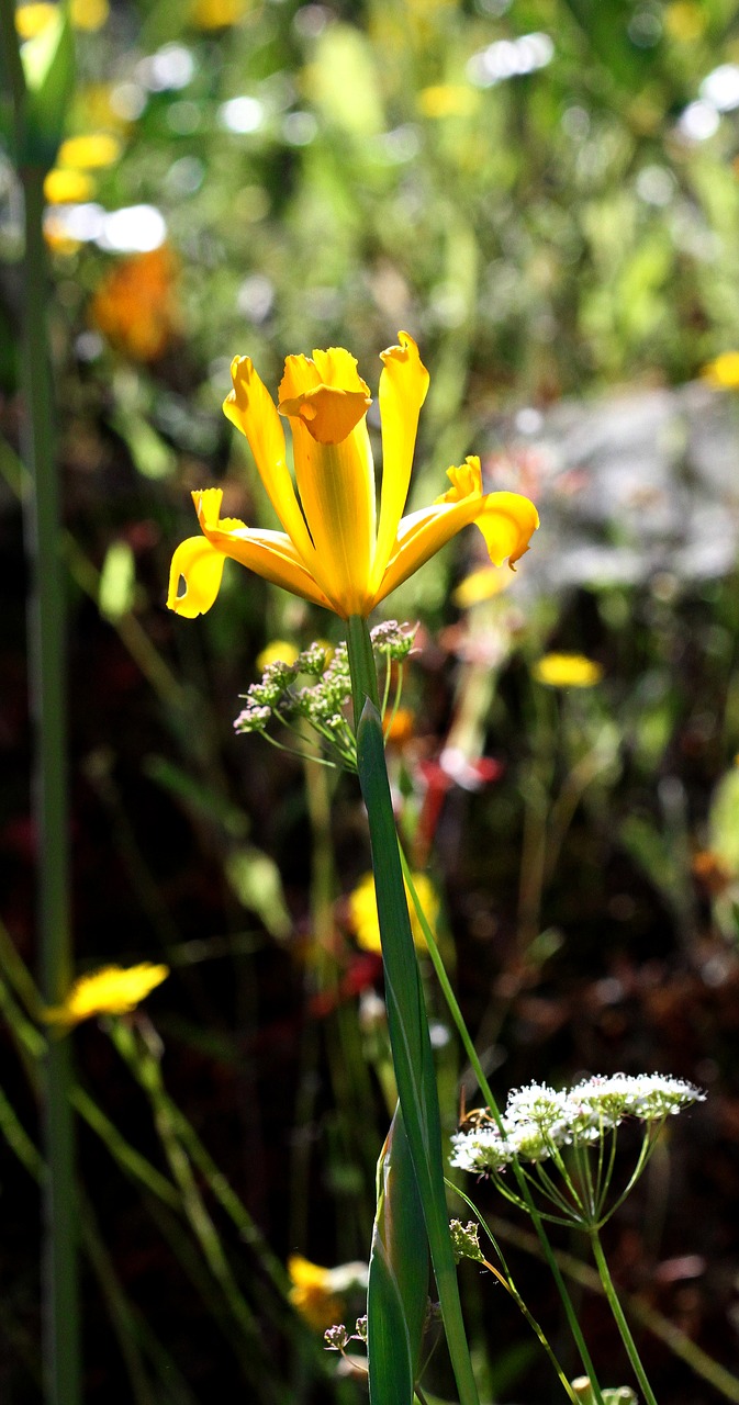 iris pseudacorus iris yellow free photo