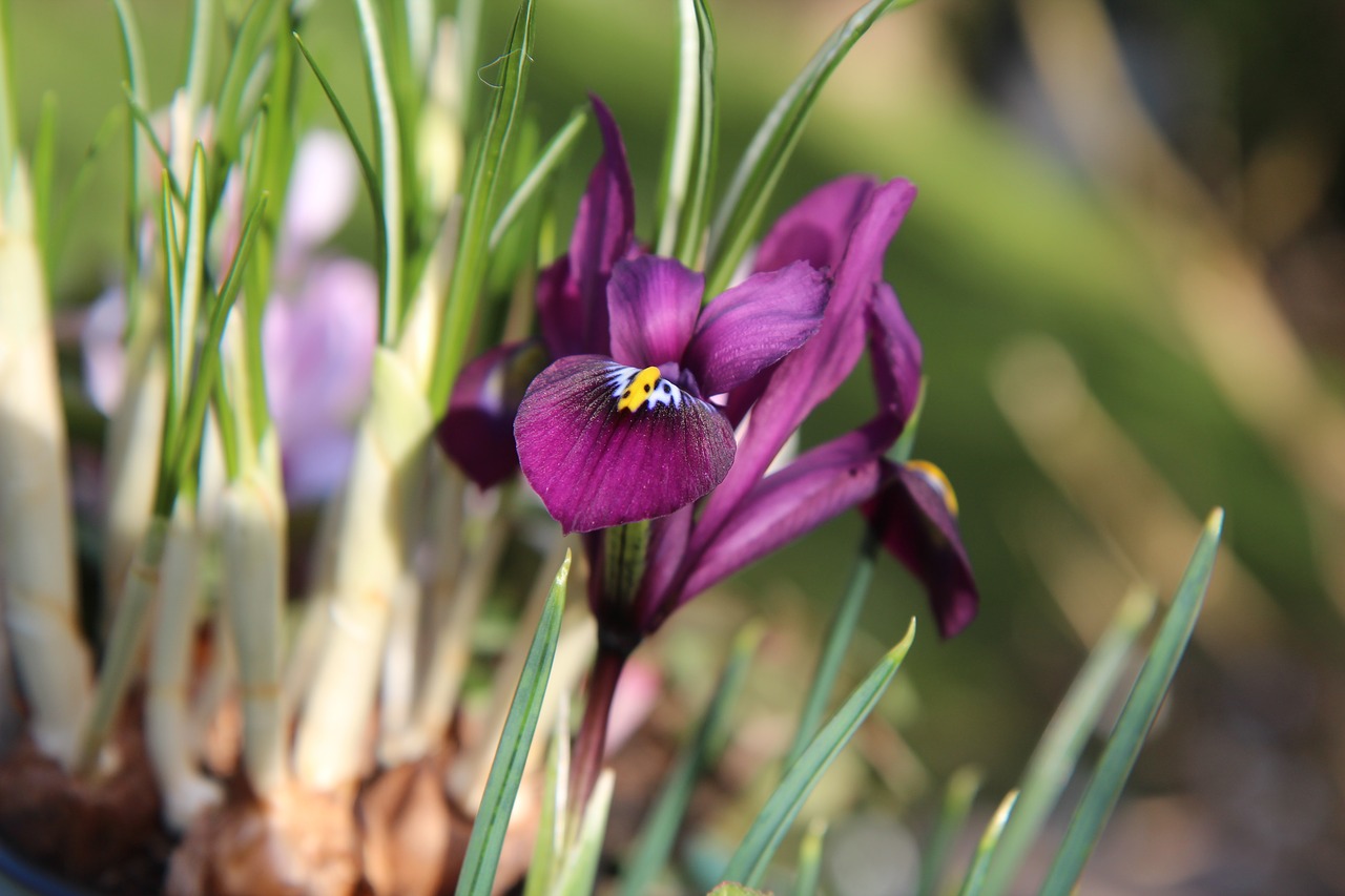 iris purple  iris  flower free photo