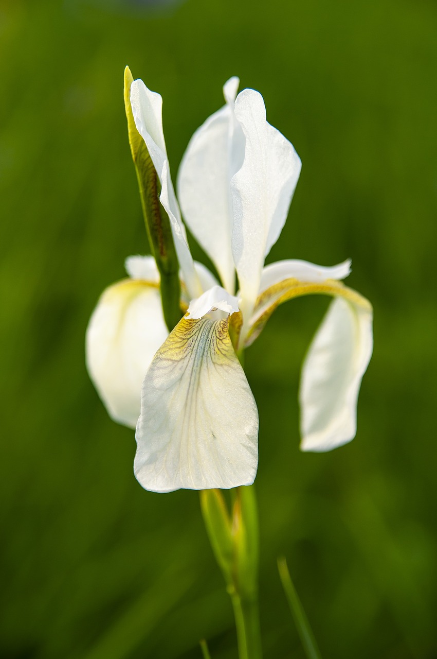iris sibirica  blossom  bloom free photo