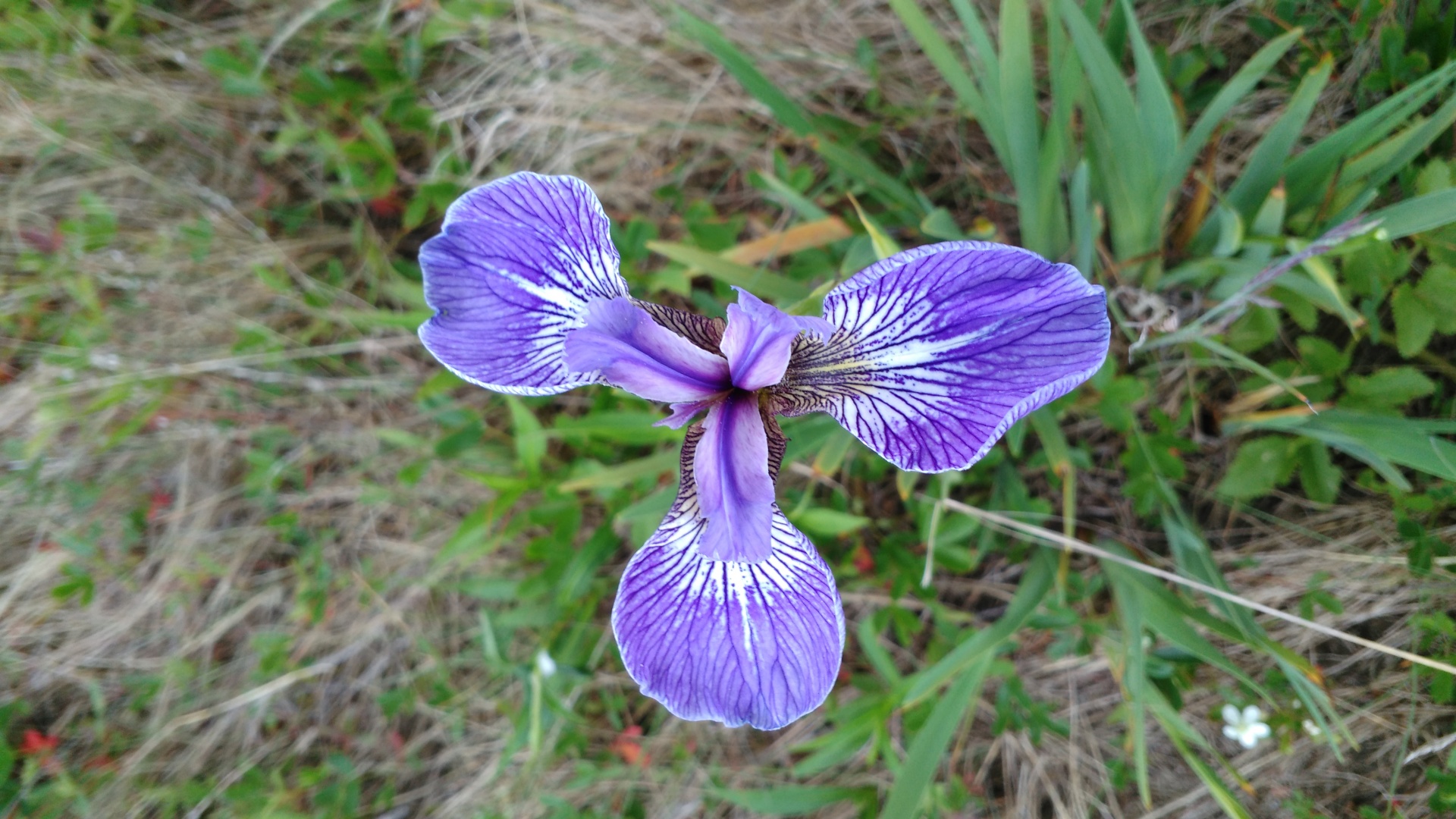 flower blue iris versicolor free photo