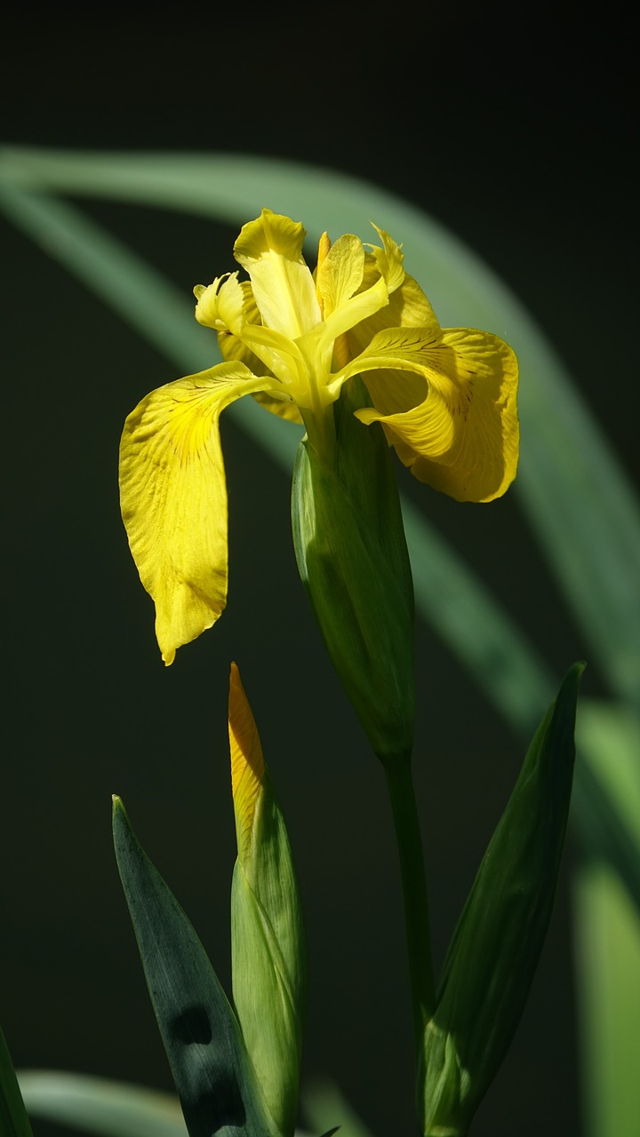 iris young  flower  spring free photo