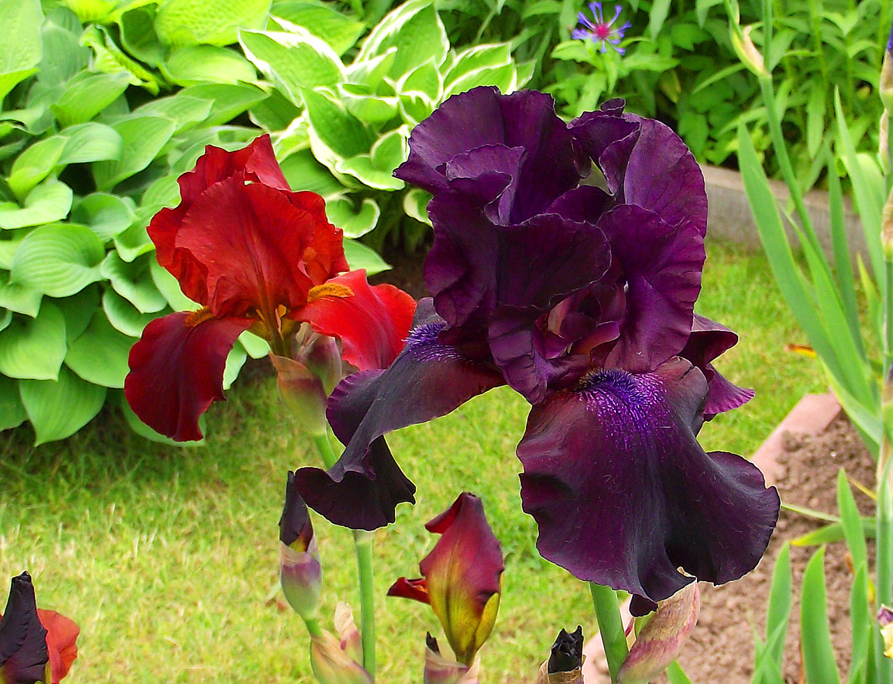 garden flower iris 2 free photo