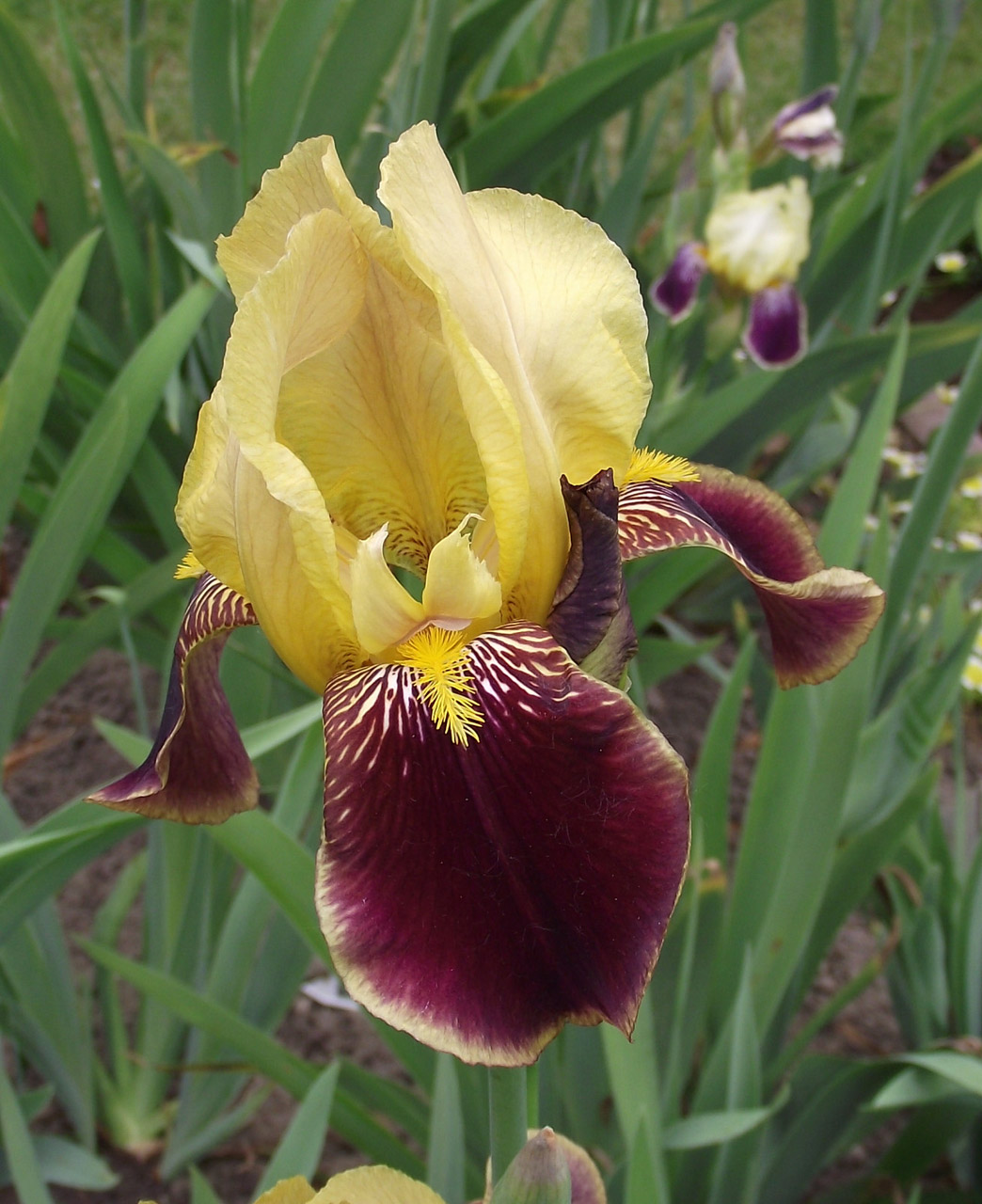 garden lily iris 3 free photo