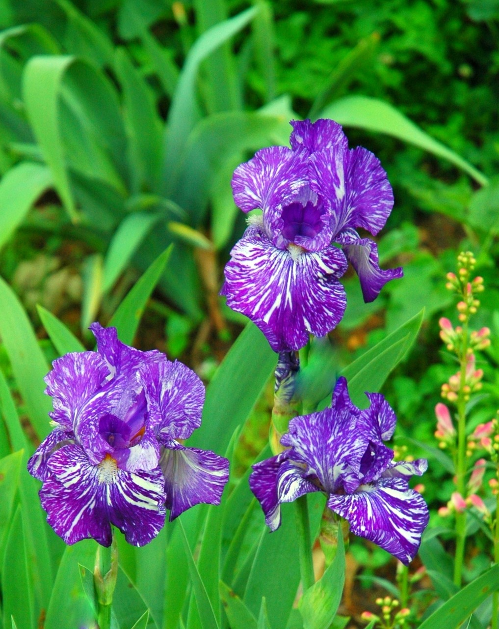 irises flower violet free photo