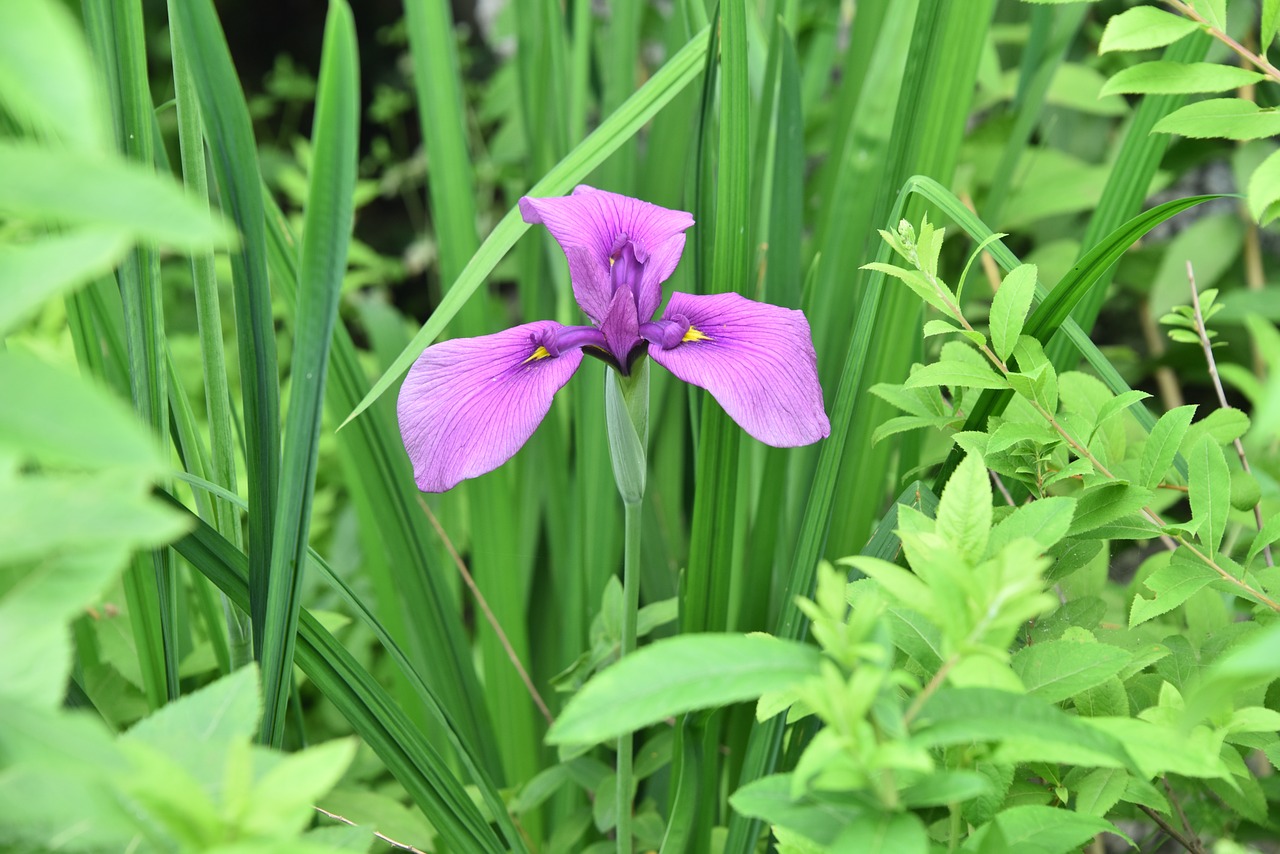 irises purple iris type free photo