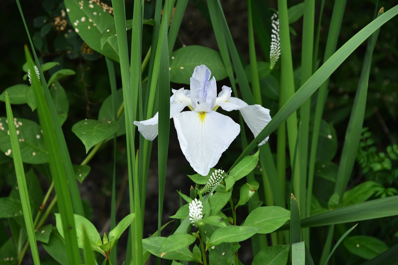 irises white flowers iris type free photo