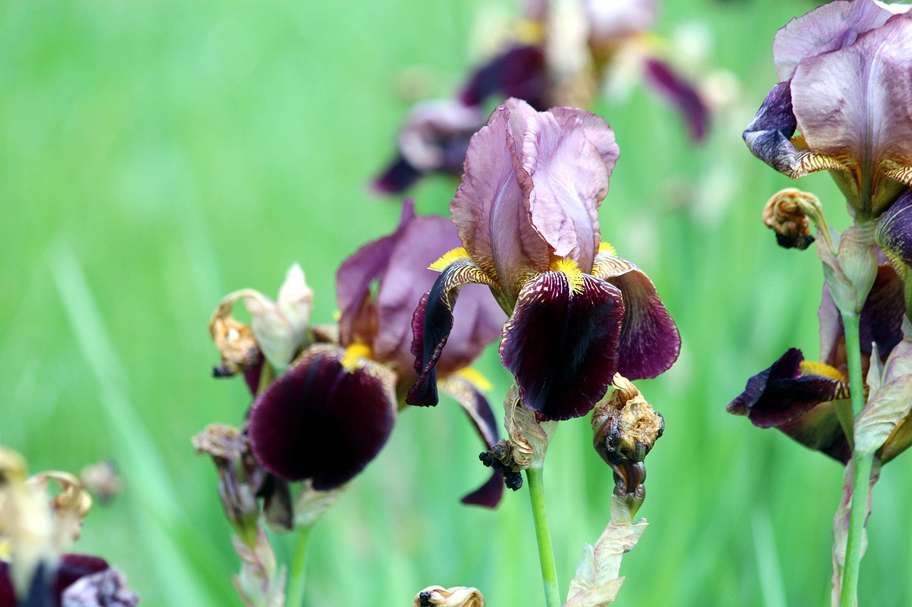 irises garden irises burgundy irises free photo