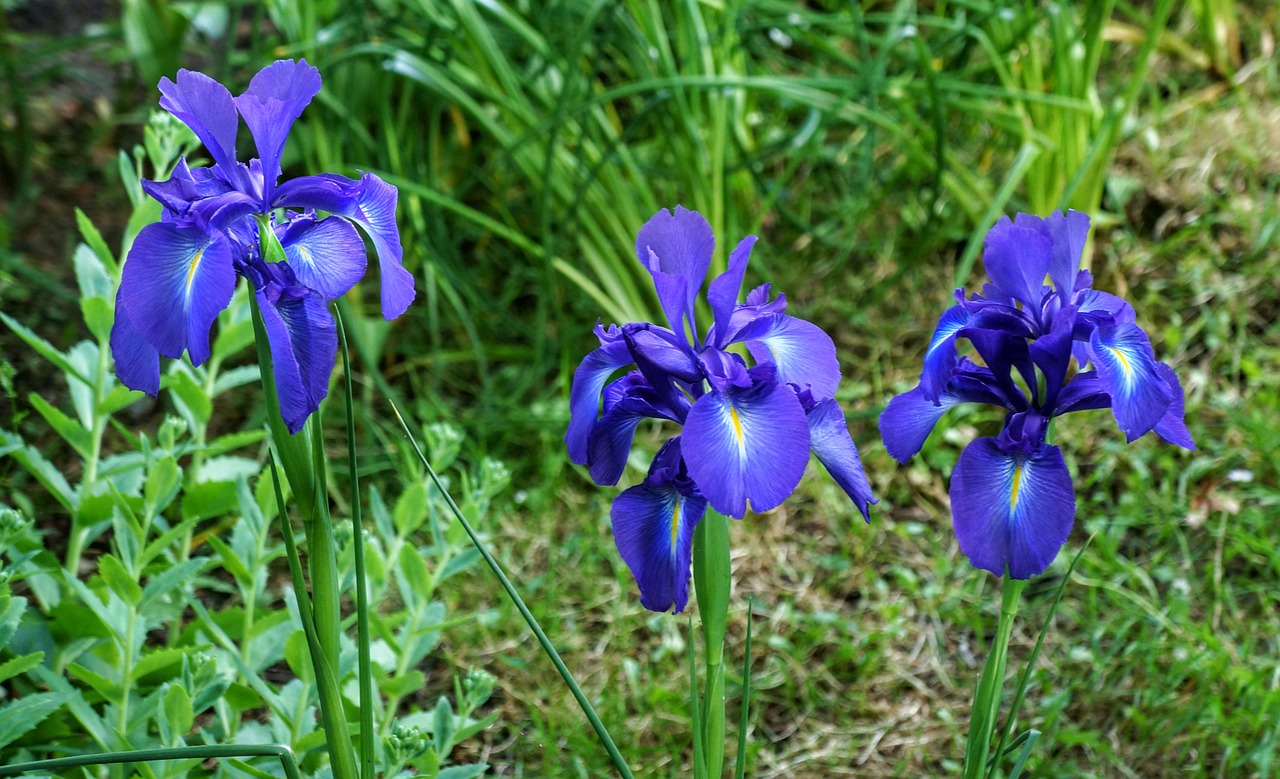 irises purple flowers free photo