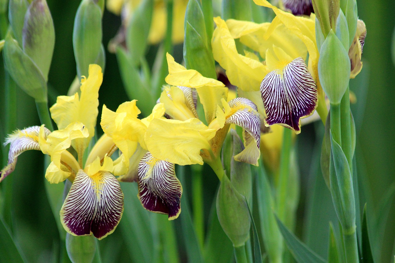 irises flowers plant free photo