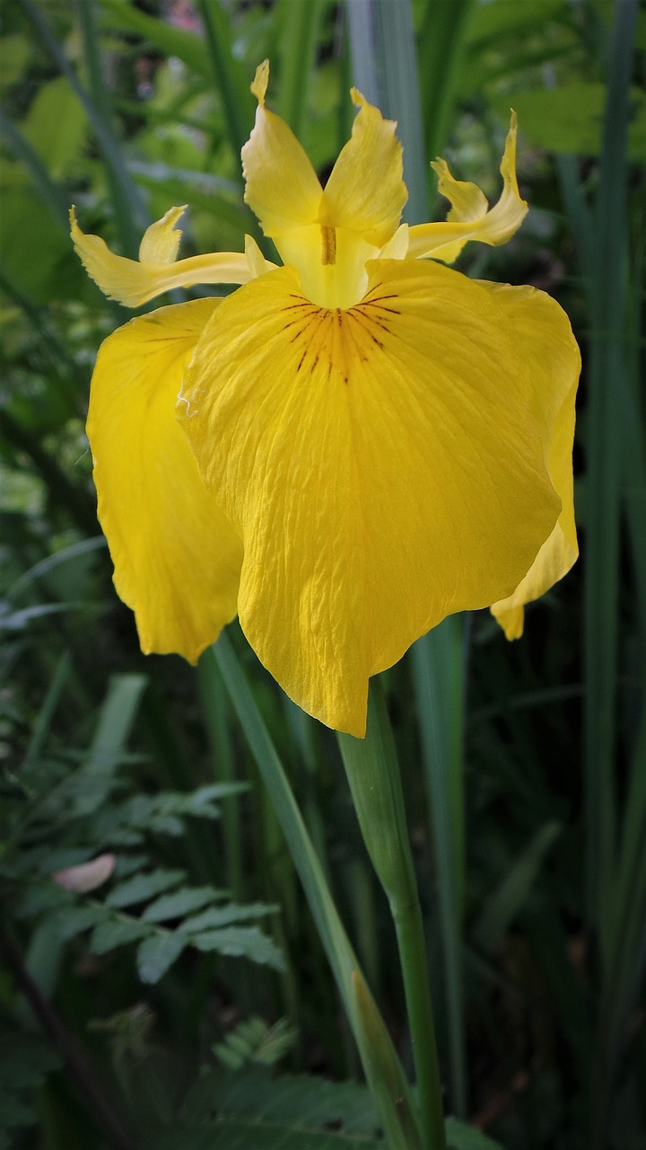 irises  yellow flowers  shampoo for free photo