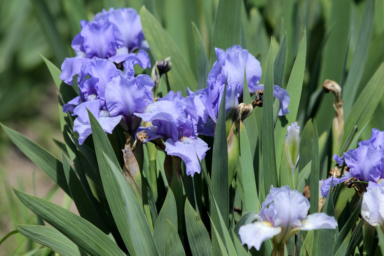irises  flowers  spring flowers free photo