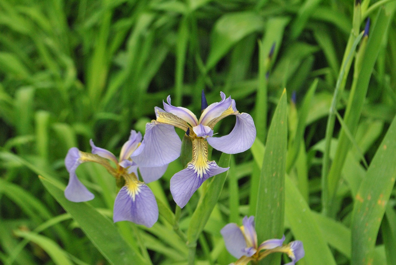 irises  summer  flowers free photo