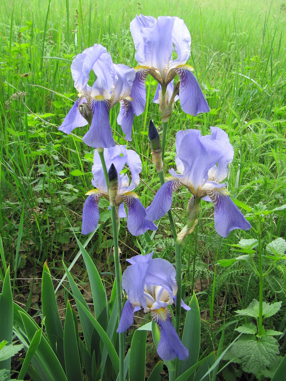 irises lilac flower free photo