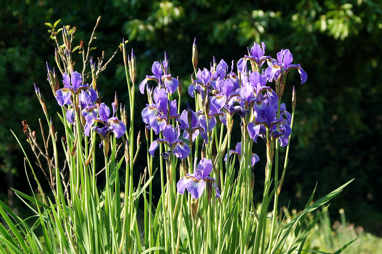 irises  kosaćce  garden free photo