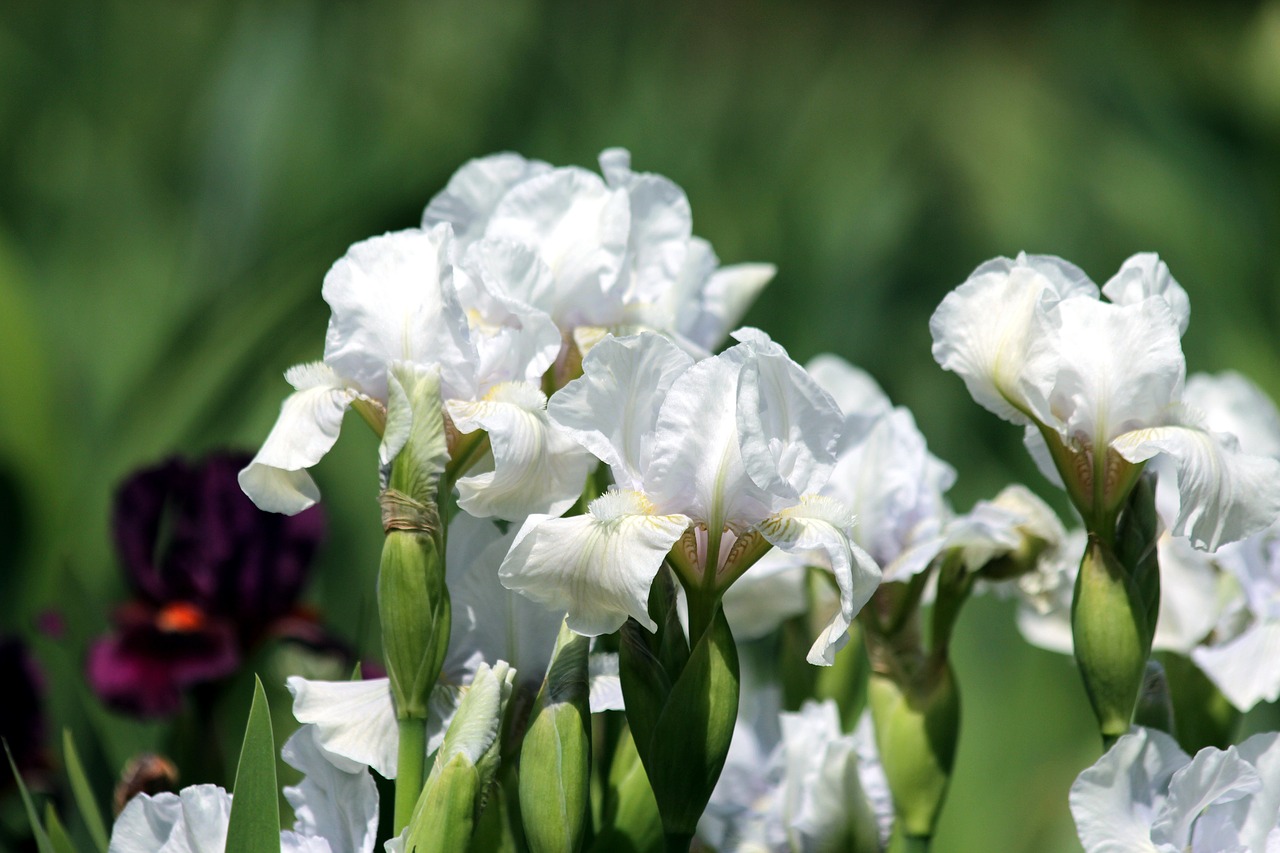 irises  white irises  flowers free photo