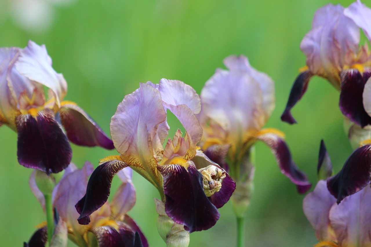 irises  purple  lilac free photo