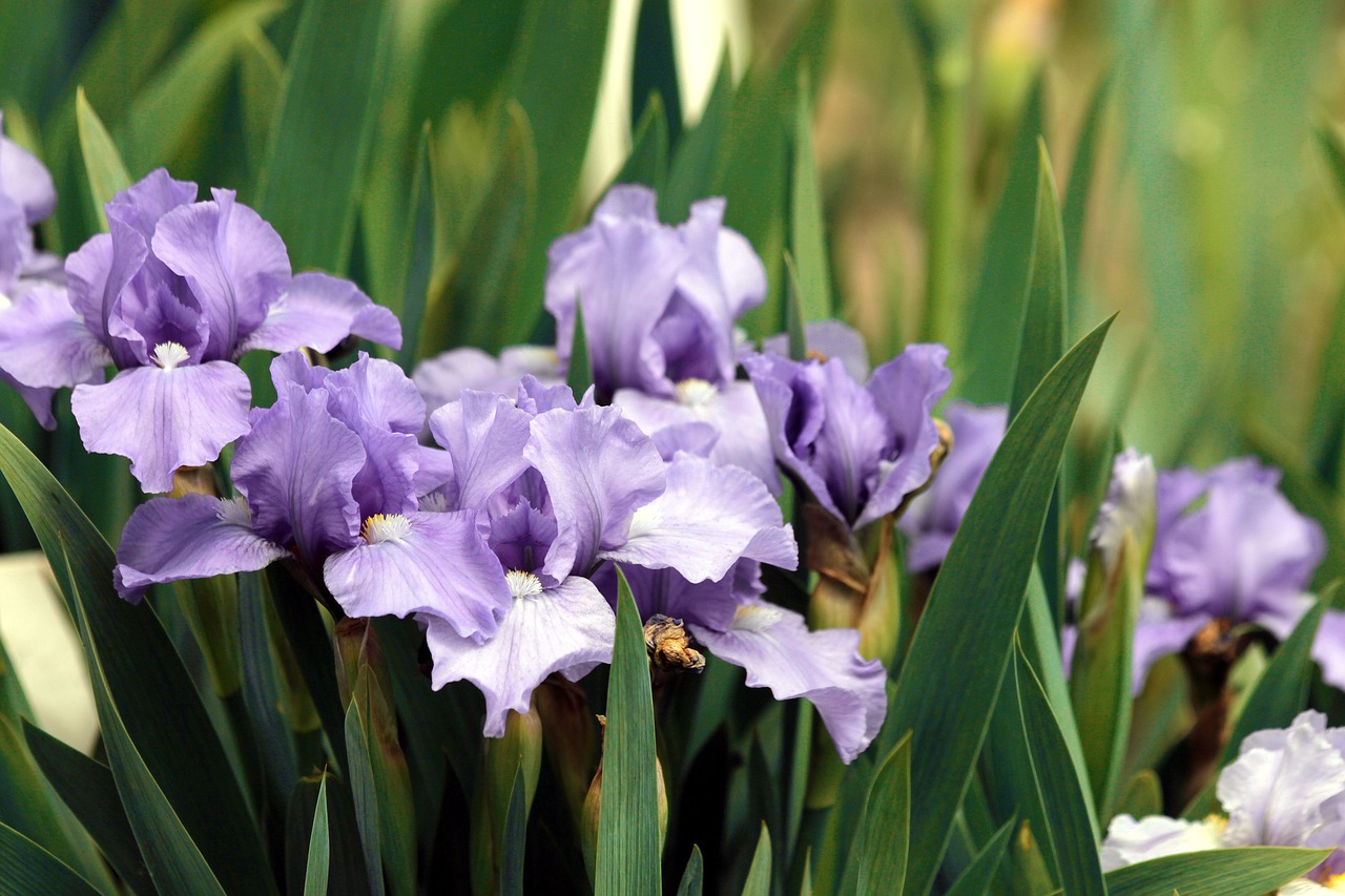 irises  purple iris  flowers free photo