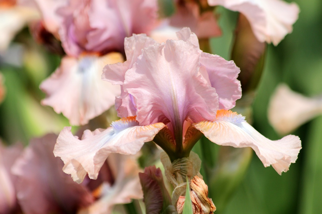 irises  flowers  pink irises free photo