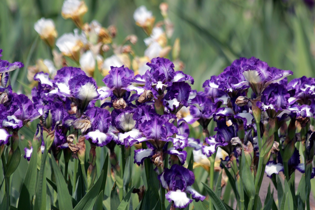 irises  flower bed  flowers free photo