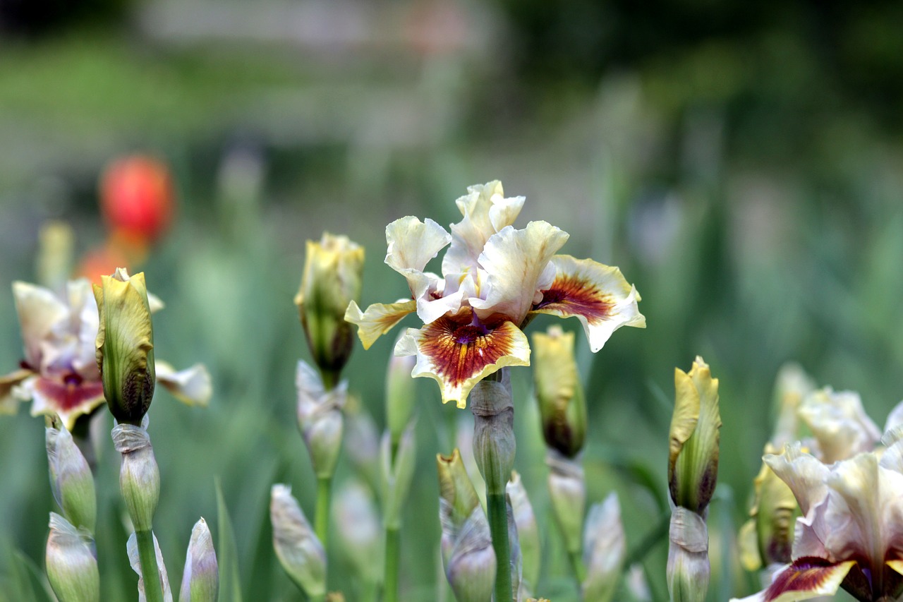 irises  flowers  spring free photo