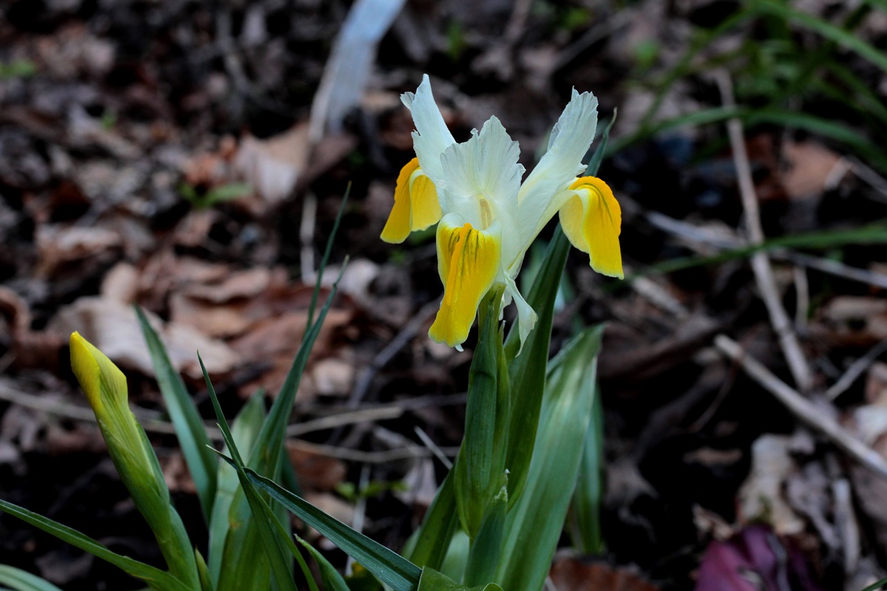 irises  yellow  white free photo